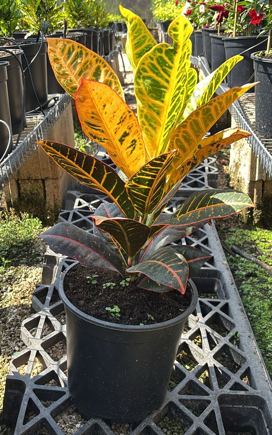 קרוטון פטרה - בדלי