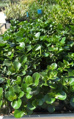 קריסה גרין קראפט - בגודל בינוני