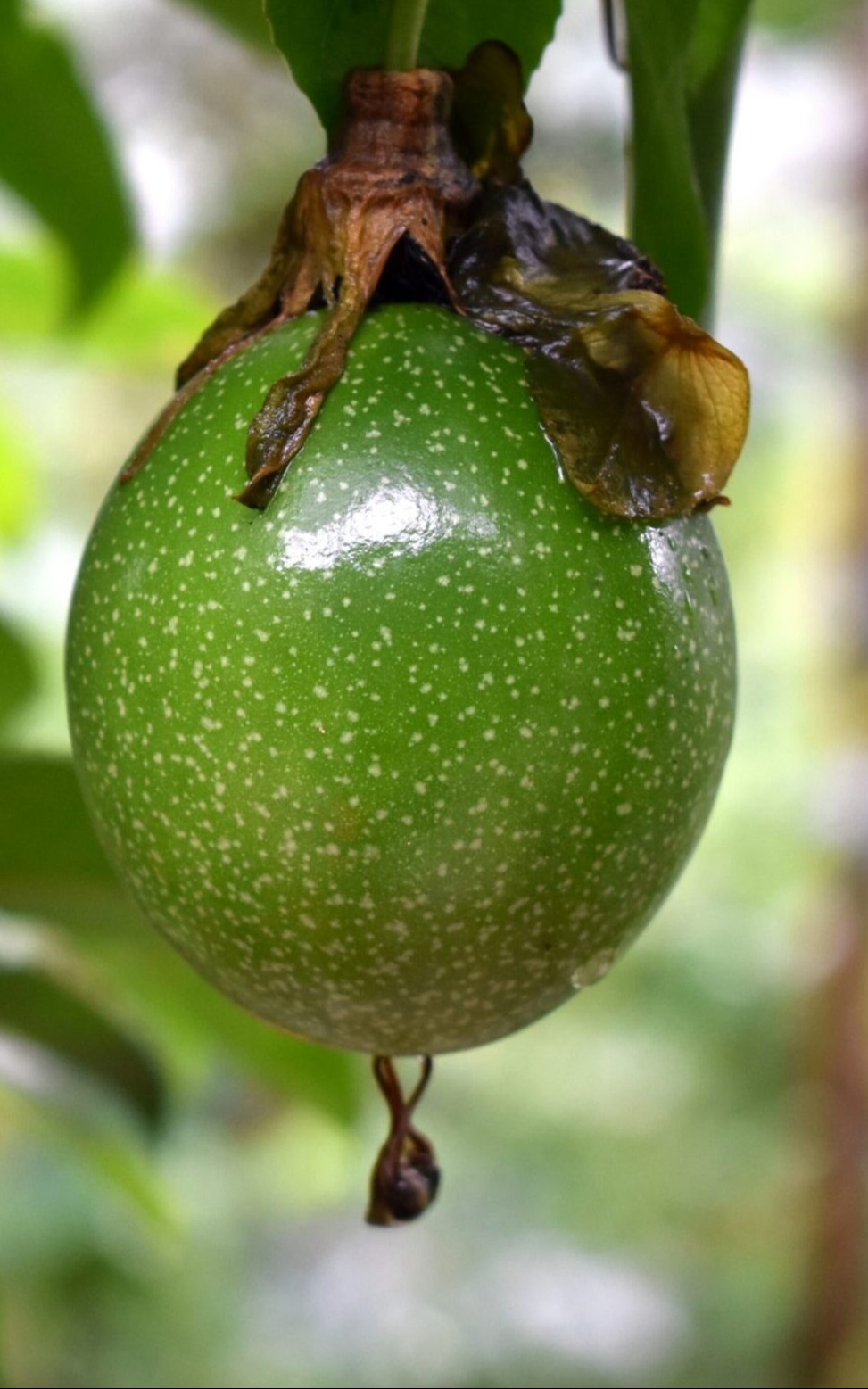 שיח פסיפלורה בדלי גדול