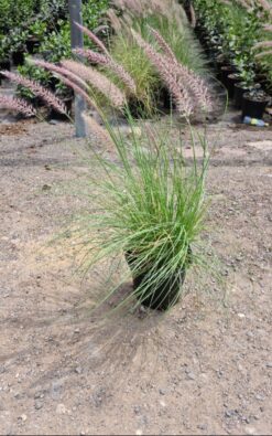 זיף נוצה ירוק גודל 4(בינוני)