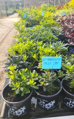 פיטוספורום יפני ננסי - בגודל בינוני