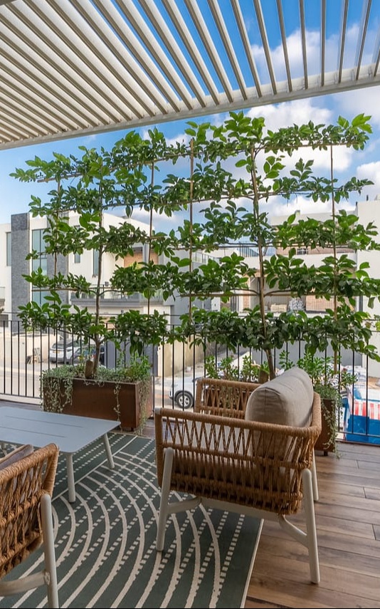 עץ אספליה - לימון בגידול אופקי