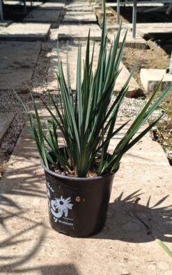 דיאנלה ליטל רב - בגודל בינוני