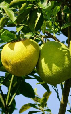 פומלה אדומה בגודל בינוני או בוגר