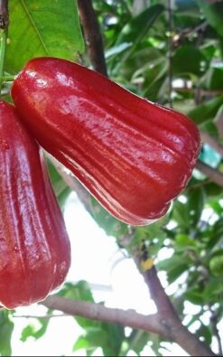 תפוח מים מלזי בגודל בינוני או ענק