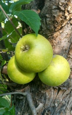 תפוח גולדן סמוטי ירוק בודל בינוני או בוגר