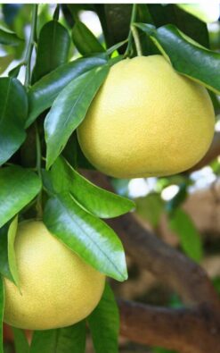 פומלית לבנה בגודל בינוני או בוגר