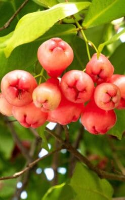 עץ תפוח הורד בדלי