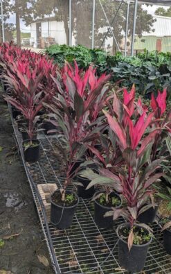 קורדילין - בגודל גדול