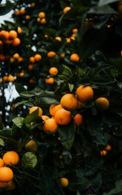 עץ קלמנטינה אור בגודל בינוני או בוגר