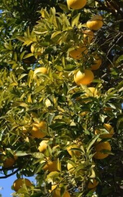 לימון יוזו גודל בינוני