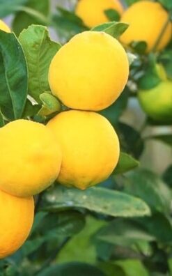 לימון מתוק - גודל בינוני