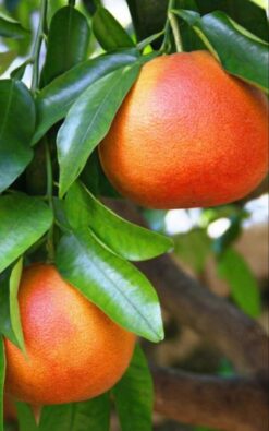 פומלית אדומה בגודל בינוני או בוגר