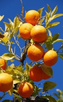 עץ תפוז שמוטי בגודל בינוני או בוגר