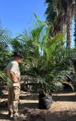 אריקה - 50 ליטר בוגר