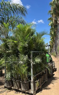 אריקה xl - גידול שמש