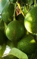 אבוקדו ריד בגודל בינוני או בוגר