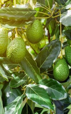 אבוקדו טובה בגודל בוגר