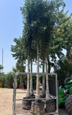 דקל זנב שועל ענק - 4 מטר