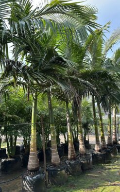 דקל טבעות 5 מטר ענק