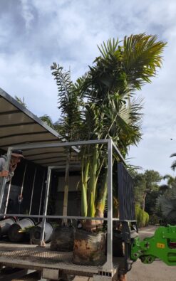 דקל טבעות 3 מטר - 3 גזעים