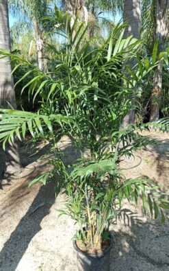 ספריצי - 15 ליטר