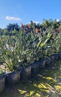 ציפור גן עדן רגינה - בוגר 50 ליטר