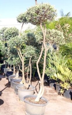 עץ זית מעוצב