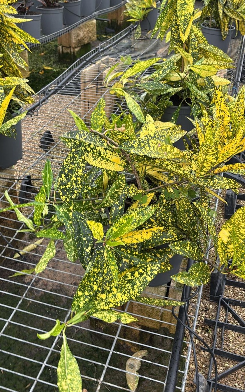 קרוטון מנוקד - בדלי