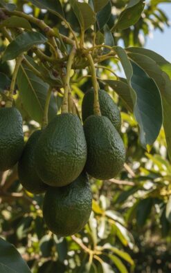 אבוקדו ריד בגודל בינוני או בוגר