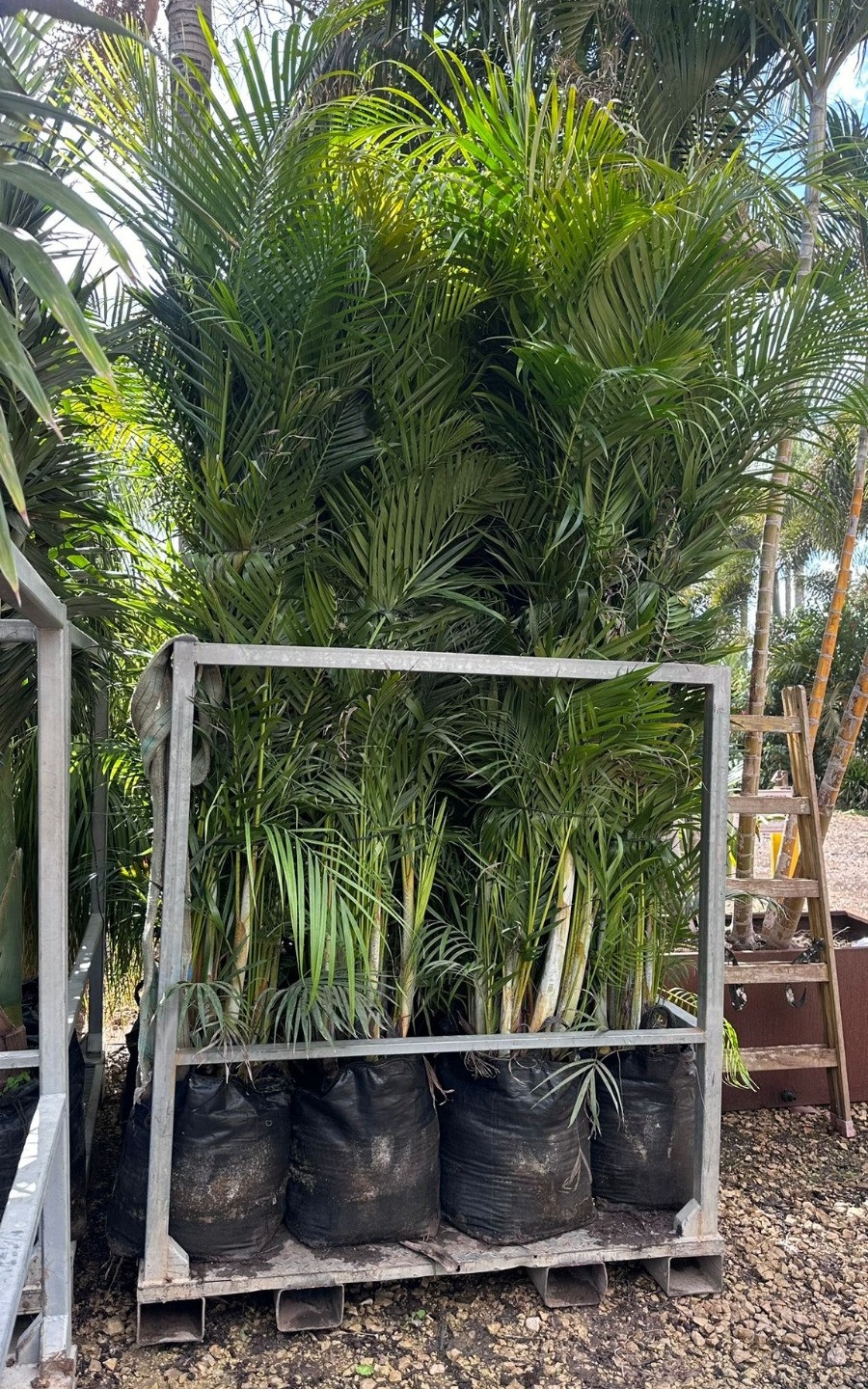 אריקה - 50 ליטר בוגר