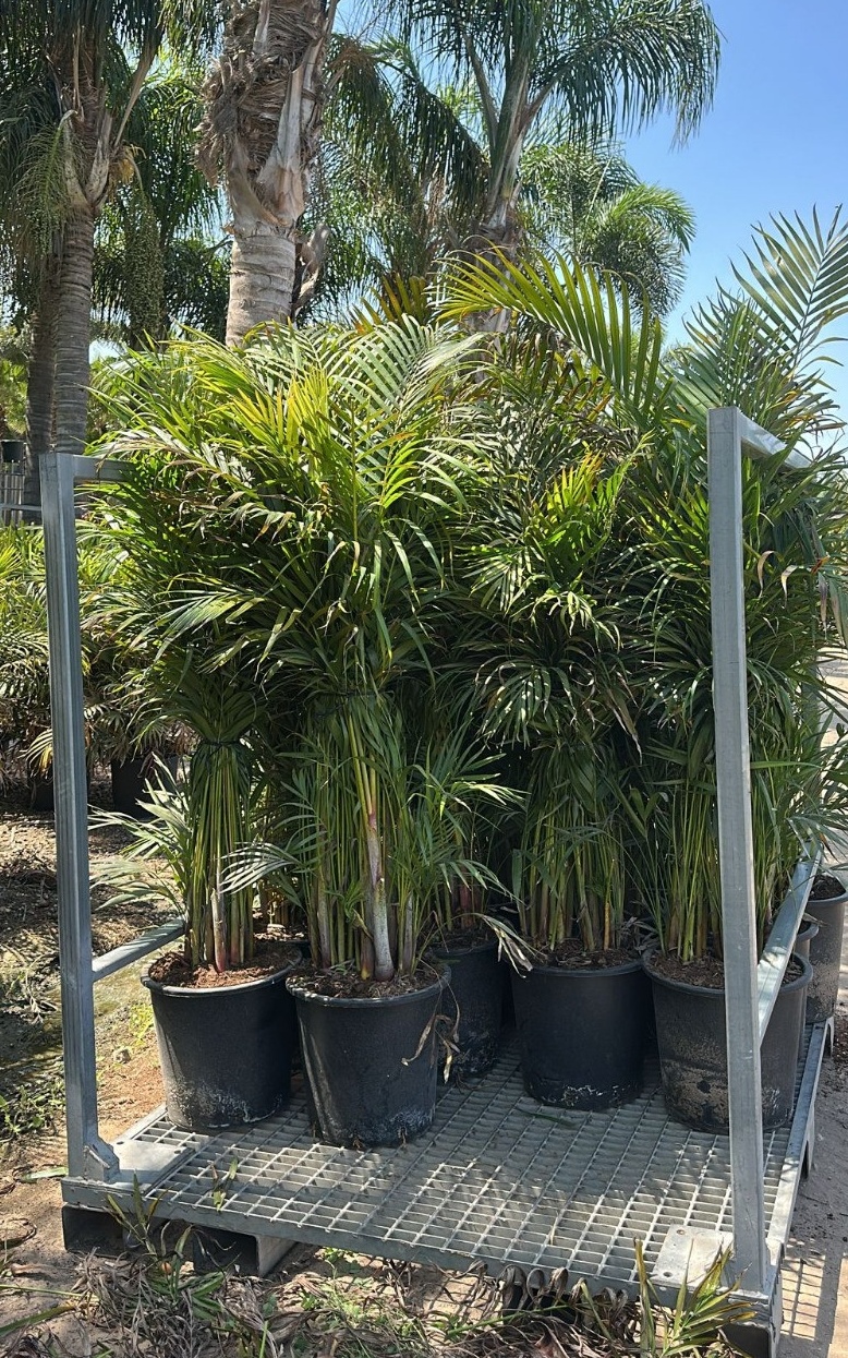 דקל אריקה בוגר ב25 ליטר