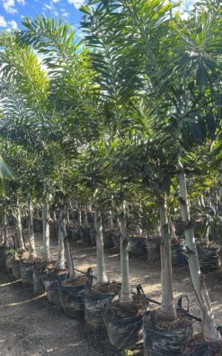 דקל זנב שועל בוגר 2.5 מ' - 2.8 מ'