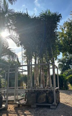 דקל זנב שועל ענק - 4 מטר