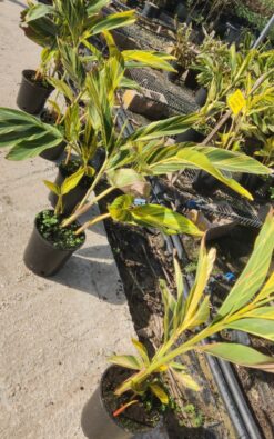 אלפיניה הדורה בדלי