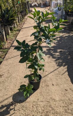 טברנה מונטנה גדולה