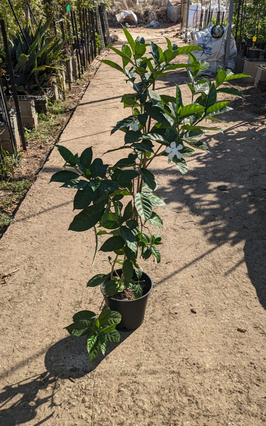 טברנה מונטנה גדולה