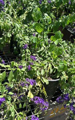 גיישה סגולה בדלי