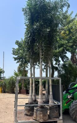 דקל זנב שועל - 5 מטר ענק