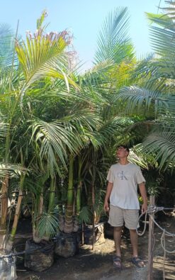 דקל טבעות 5 - 9 גזעים 50 ליטר