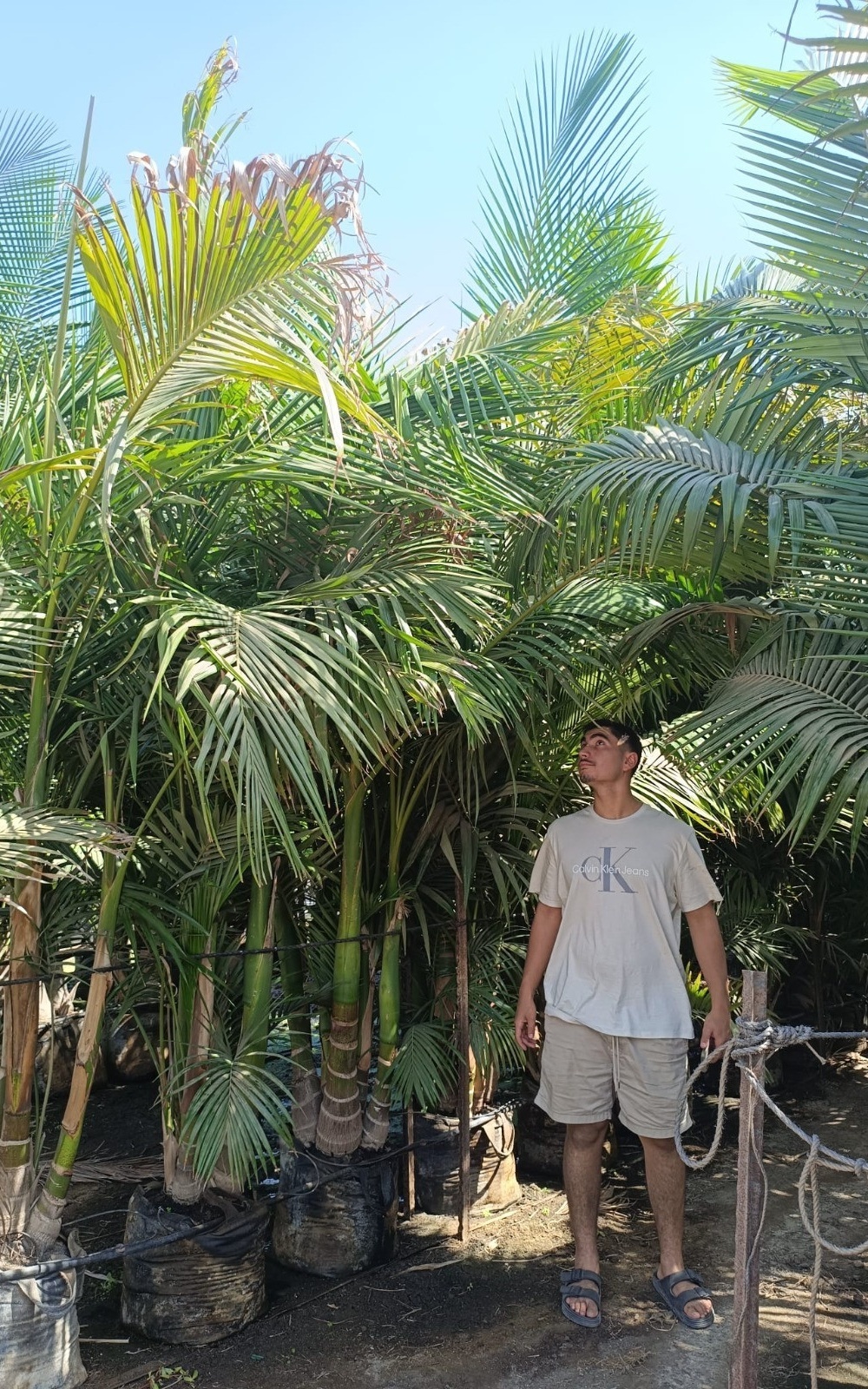 דקל טבעות 5 - 9 גזעים 50 ליטר