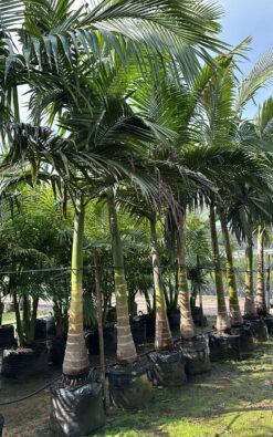 דקל טבעות 5 מטר