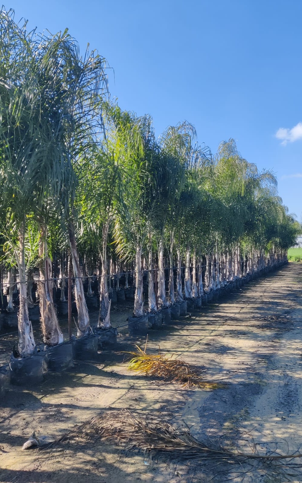 דקל קוקוס - 5 מטר ענק