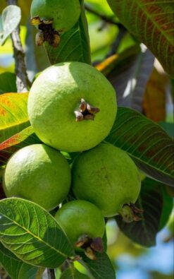 גויאבה תותית בינוני או בוגר