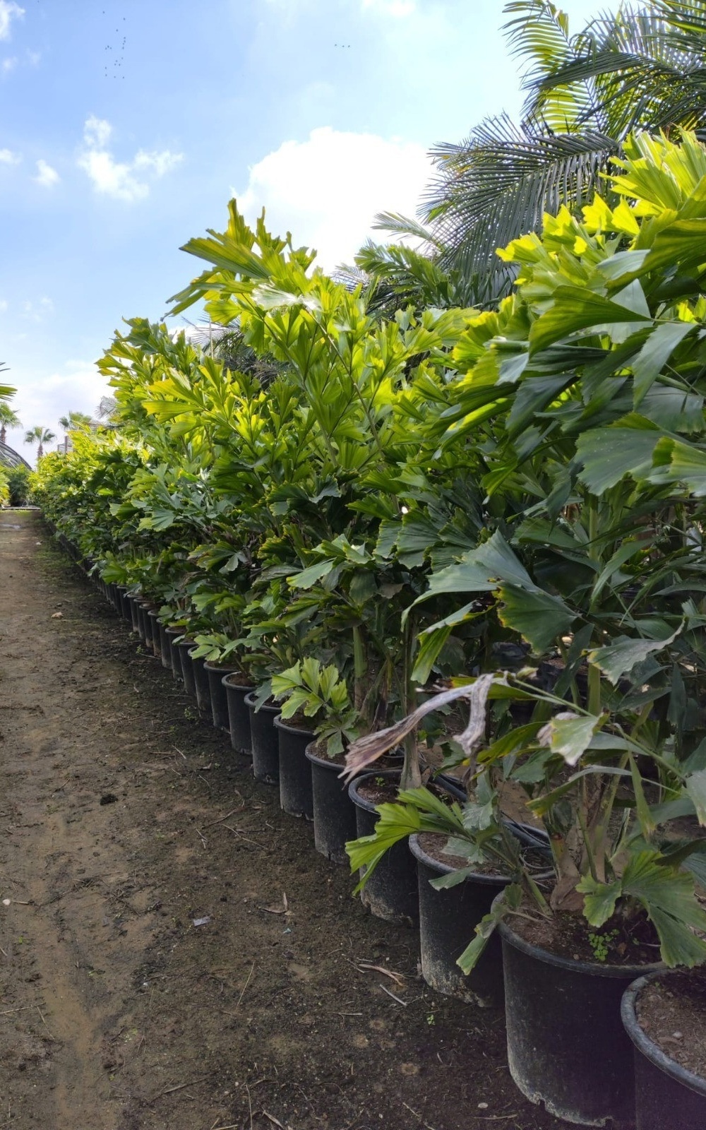 דקל זנב דג - 25 ליטר