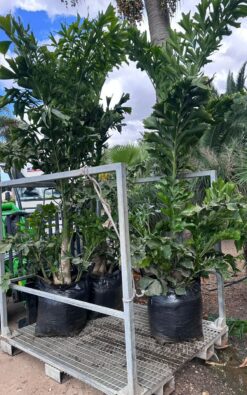 דקל זנב דג - 50 ליטר בוגר