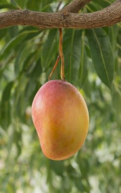 מנגו שלי בגודל בינוני ובוגר