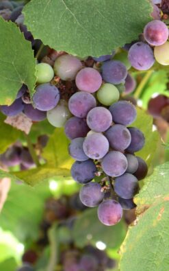 גפן מזן איזבלה בגודל בינוני