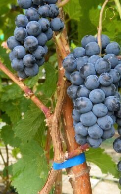 גפן מזן מוסקט בגודל בינוני