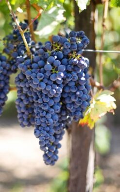 גפן מזן אוטם רויאל